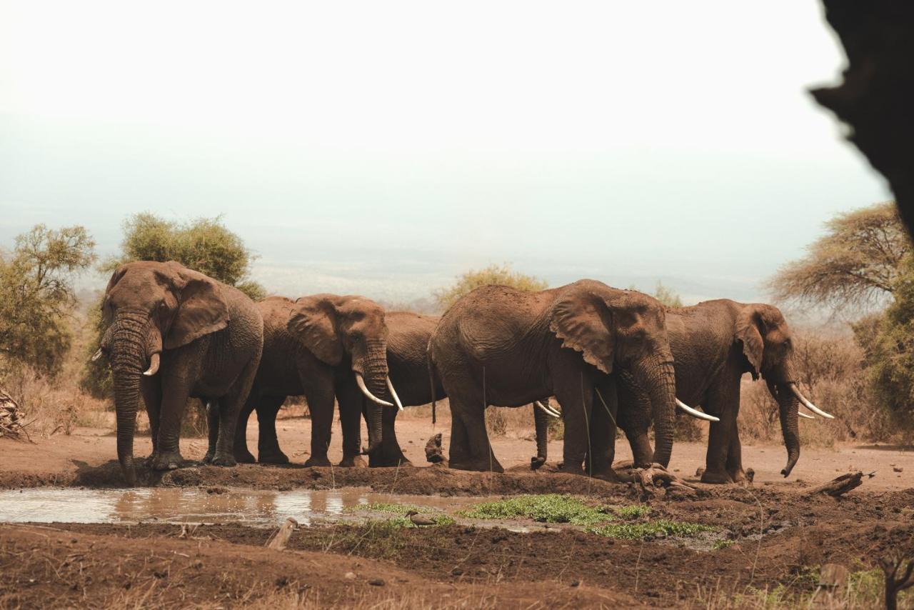 Tawi Lodge Amboseli Dış mekan fotoğraf